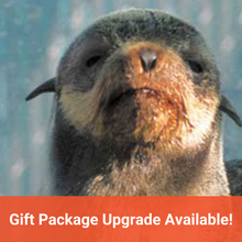 Load image into Gallery viewer, Closeup of fur seal pup&#39;s face. Closeup of Steller sea lion pup. Text in orange banner reads &quot;Gift Package Upgrade Available!&quot;
