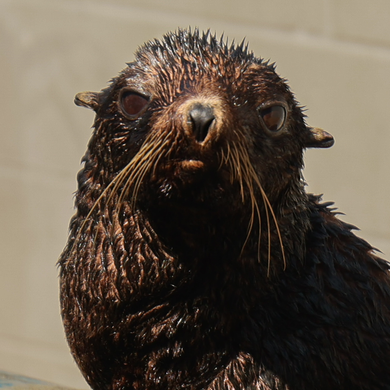 Closeup face photo of female northern fur seal