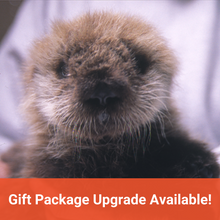 Load image into Gallery viewer, Closeup of baby sea otter with orange banner below reading &quot;Gift Package Upgrade Available!&quot;
