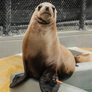 Front profile of California sea lion.