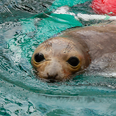 Closeup face photo of yearling elephant seal swimming in pool with enrichment items such as imitation kelp.
