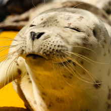 Load image into Gallery viewer, Closeup face photo of resting harbor seal pup
