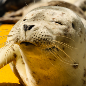 Closeup face photo of resting harbor seal pup