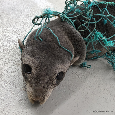 Closeup of Guadalupe fur seal pup entangled in green netting. Text reads NOAA Permit #18786