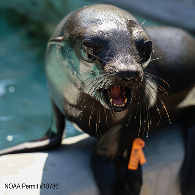 Guadalupe fur seal with mouth open toward the camera. Text reads 
