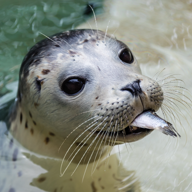 Closeup of harbor seal pup with fish in its mouth.