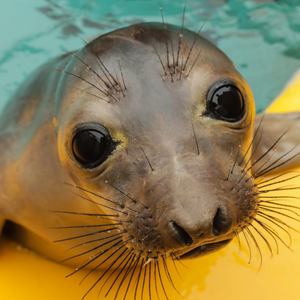 Closeup of elephant seal pup's face.