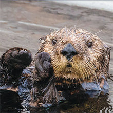 Load image into Gallery viewer, Closeup of sea otter&#39;s face.
