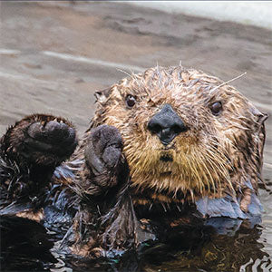Closeup of sea otter's face.