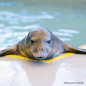 Hawaiian monk seal emerging from pool. Text reads "NOAA Permit #18786"