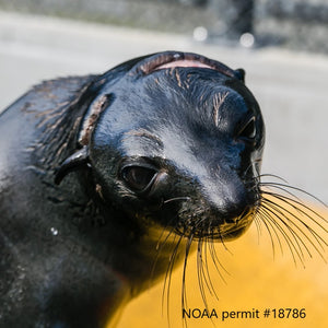 Closeup of fur seal with entanglement wounds on its head. Text reads "NOAA Permit #18786"