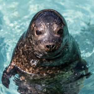 Harbor seal pup in water.