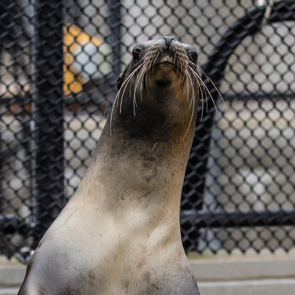 Front profile of California sea lion with fence and hose in background.
