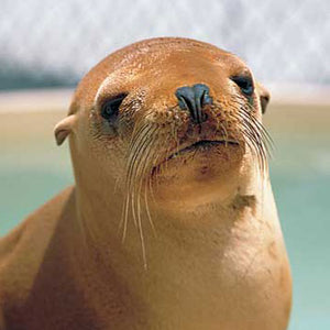 Closeup of California sea lion's face.