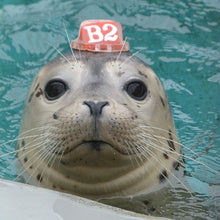 Load image into Gallery viewer, Closeup of harbor seal face.
