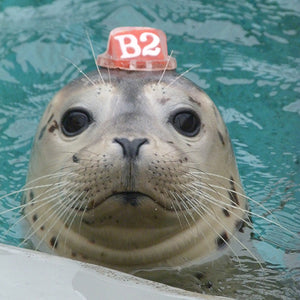 Closeup of harbor seal face.