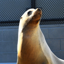 Load image into Gallery viewer, Front profile of California sea lion with brick wall and fence in background.
