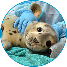 Load image into Gallery viewer, Harbor seal pup on veterinary exam table.
