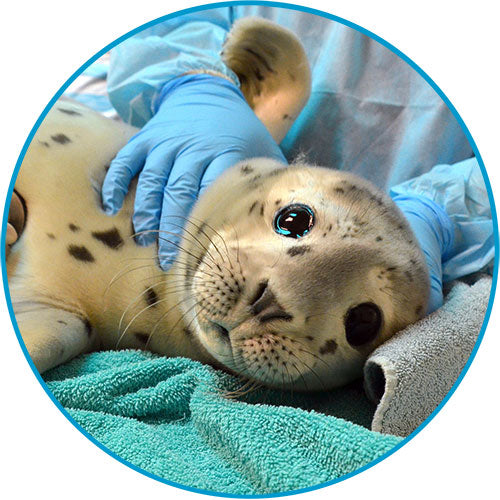 Harbor seal pup on veterinary exam table.