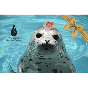 Harbor seal pup in water.