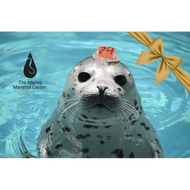 Harbor seal pup in water.