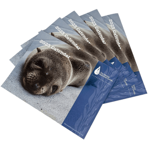 A set of 5 2023 The Marine Mammal Center Calendars lay splayed and stacked upon one another, the cover of the calendar depicts a Guadalupe fur seal and a kelp forest silhouetted blue border.