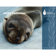 Load image into Gallery viewer, 2023 calendar cover featuring a Guadalupe fur seal pup. Translucent blue border on right hand side contains the Center&#39;s logo and kelp design.
