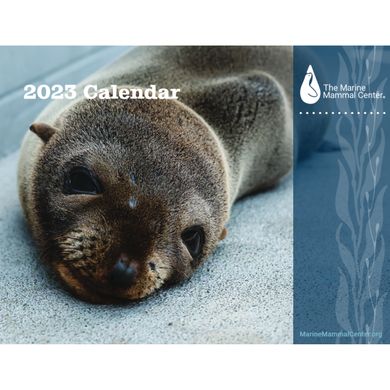 2023 calendar cover featuring a Guadalupe fur seal pup. Translucent blue border on right hand side contains the Center's logo and kelp design.