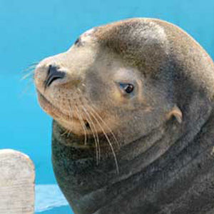 Closeup of California sea lion's face.