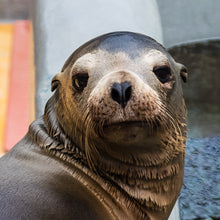 Load image into Gallery viewer, Closeup of California sea lion&#39;s face.
