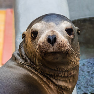 Closeup of California sea lion's face.