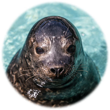 Closeup of harbor seal pup's face.