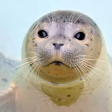 Closeup of harbor seal pup's face.