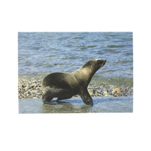 Load image into Gallery viewer, Greeting card cover with California sea lion pup on rocky beach.
