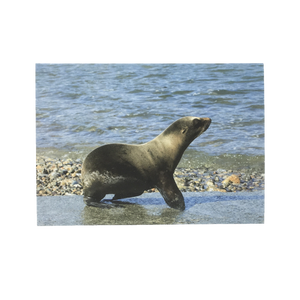 Greeting card cover with California sea lion pup on rocky beach.