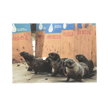 Load image into Gallery viewer, Greeting card cover with six fur seal pups. Wooden boards that read The Marine Mammal Center RESCUE in background.
