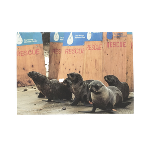 Greeting card cover with six fur seal pups. Wooden boards that read The Marine Mammal Center RESCUE in background.