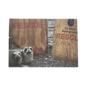 Greeting card cover with two harbor seal pups on rocky beach, with Marine Mammal Center RESCUE boards in background.