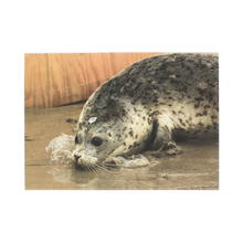 Load image into Gallery viewer, Greeting card cover with harbor seal.
