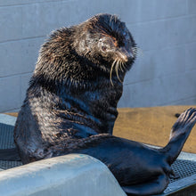 Load image into Gallery viewer, Side profile of large fur seal.
