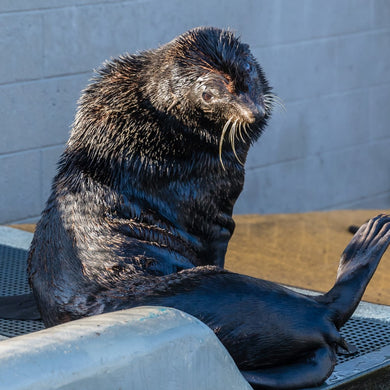 Side profile of large fur seal.