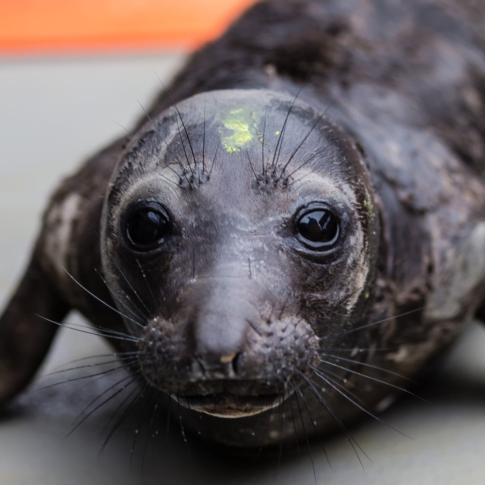 Closeup of elephant seal pup's face.