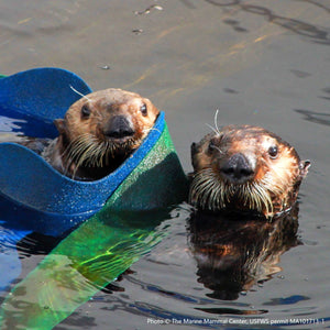 Two otters peeking out of water. Text reads "Photo (c) The Marine Mammal Center, USFWS permit MA101713-1"