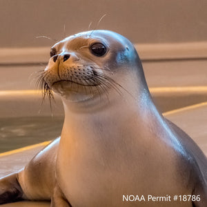 Closeup of Hawaiian monk seal with rehabilitation pool in background. Text reads "NOAA Permit #18786"