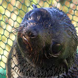 Closeup of Guadalupe fur seal's face with fence in background.