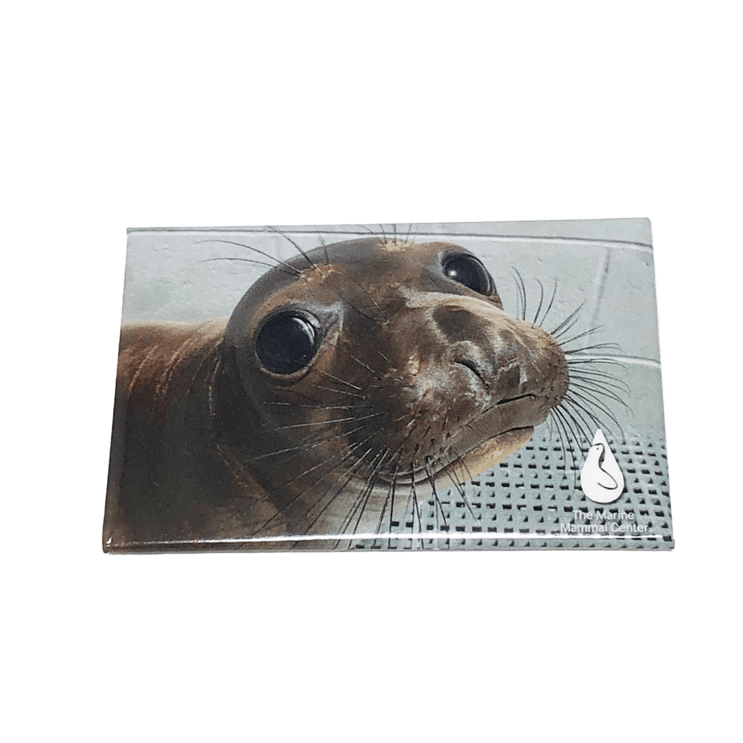 Magnet with photo image of an elephant seal and TMMC logo in lower righthand corner.