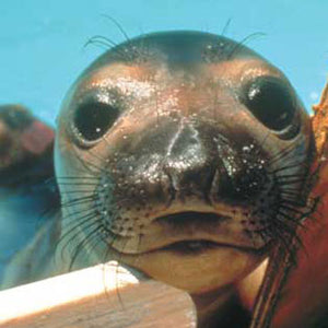 Closeup of elephant seal pup's face.