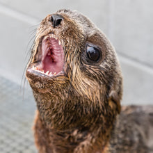 Load image into Gallery viewer, Closeup of fur seal pup with mouth open.

