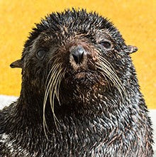 Closeup of fur seal's face.