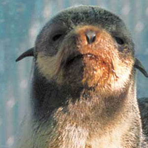 Closeup of norther fur seal pup's face.